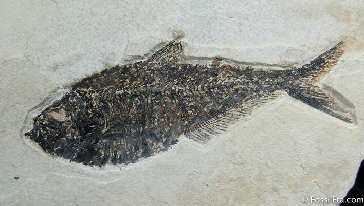 / Inch Diplomystus Fish Fossil ( Inch Layer) #269